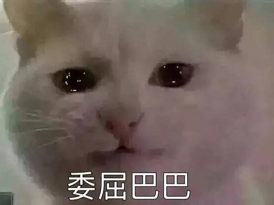 愤怒的奶奶大战猫恶作剧中文版下载-愤怒的奶奶大战猫恶作剧官方正版手游下载v.2.38